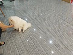 -瑞派名望志远动物医院·猫科·內科·异宠专科(直港大道店)