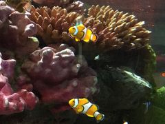 -暹罗海洋世界