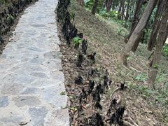-徽园