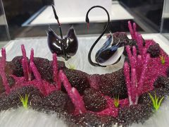 -BLACKSWAN黑天鹅(环球店)
