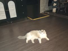 -猫岛主趣味餐厅(鼓浪屿店)