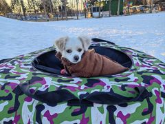 -宠乐会宠物乐园