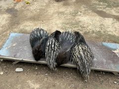 -青藏高原野生动物园