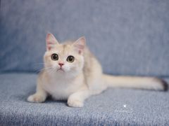-Bastet sally猫舍购宠(静安店)