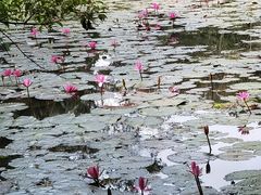 -亚龙湾热带天堂森林公园