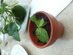 android_upload_pic-亮马河饭店翠雅咖啡厅