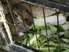 -小鱼草莓采摘园农家乐·小鱼餐厅