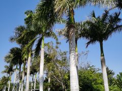 -亚龙湾国际玫瑰谷