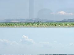 -滕州微山湖红荷湿地景区