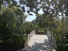 -金花茶公园