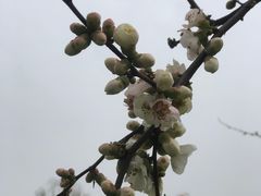 -秀丽东方