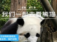 -都江堰中华大熊猫苑