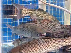 -祈胜邨•顺德鱼生•顺德菜(容桂店)