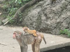 -黔灵山公园
