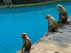 -南湾猴岛+椰田古寨一日游