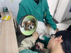 -派美特宠物医院·核磁CT·骨科肿瘤·疑难转诊(沈农禾丰店)