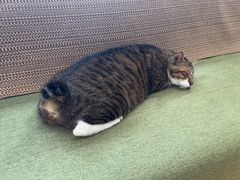 -御宝贝·A梦猫科宠物医院(国际猫友好医院)