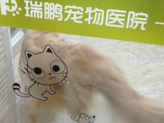 -瑞鹏宠物医院·夜间急症·心超·猫科(祖庙分店)