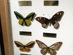 -上海昆虫博物馆