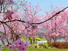 -福建鲤鱼洲酒店