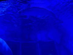 -上海海昌海洋公园-冰山北极馆