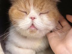 -喵园·猫主题咖啡厅·撸猫·猫咖(国贸店)