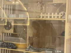 -共舞时光猫咖·狗咖(新街口店)