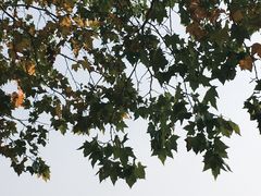 -泰州凤城河风景区-泰山公园