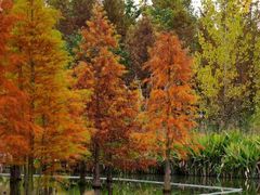 -白鹭湾湿地公园