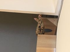 -啵啵喵·猫咖(攀华国际店)
