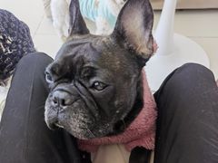 -怪兽屋·羊驼·猫咖·狗咖(俊华广场店)