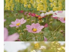 -天适樱花悠乐园