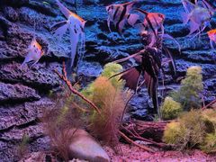 -上海海洋水族馆