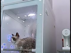 -爱洗澡的猫(望京店)