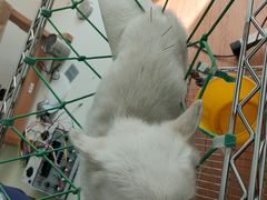 -北京观赏动物医院·24小时大型综合·猫专科·异宠专科