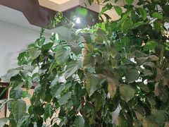 -泰山廊亦舫(丽景店)