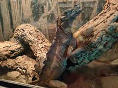 -抱暴龙爬宠·异宠·撸宠撸爬主题馆(大学路店)