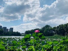 -新江湾城公园