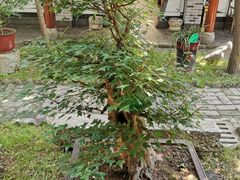 -不倒翁·徽天下名菜楼(马鞍山路店)