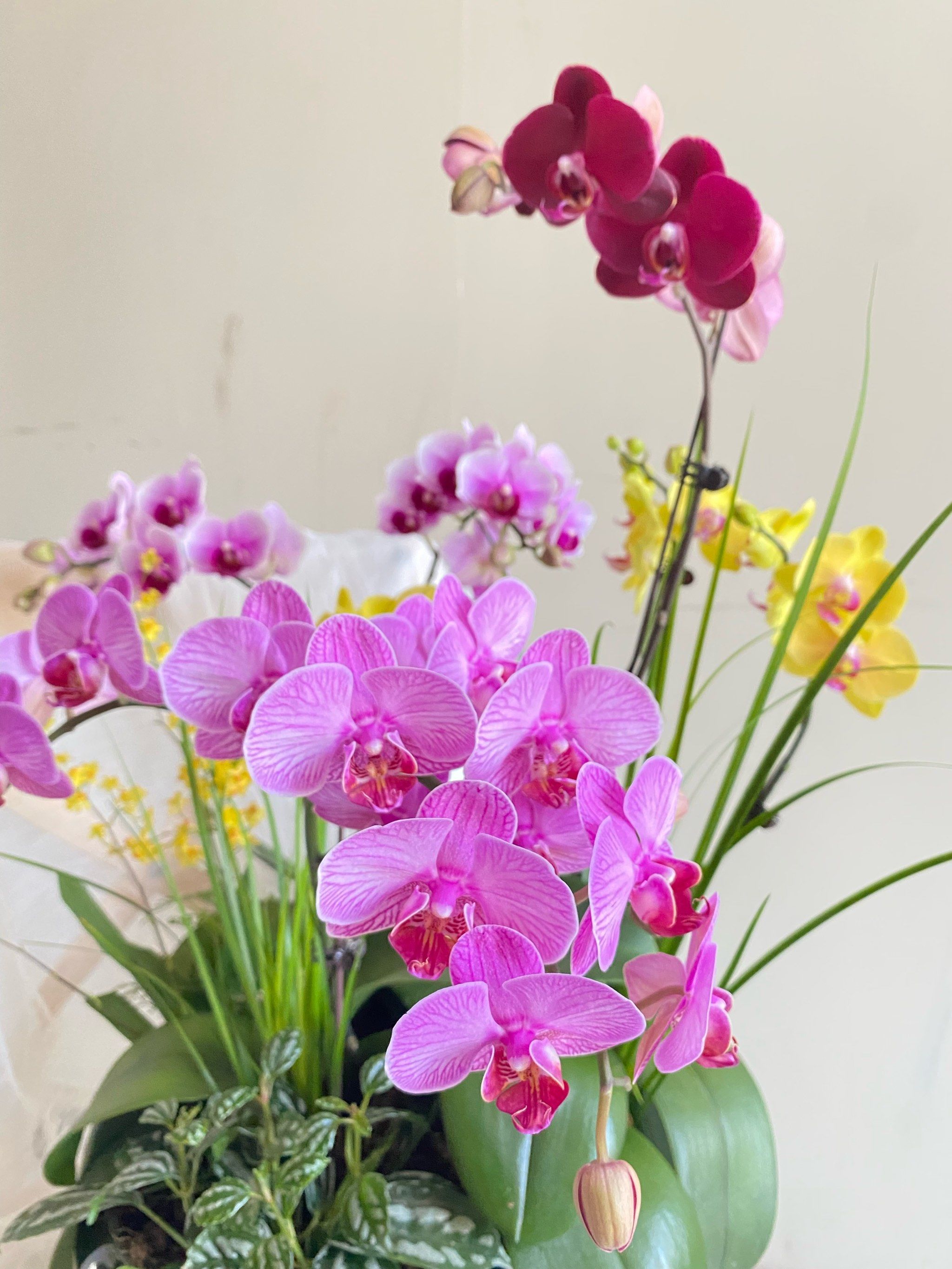 好看的花一定要分享给你 #居家绿植 #蝴蝶兰盆栽 #年宵花蝴蝶兰