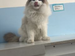 -瑞派福兴宠物医院犬猫全科·骨科·中西医结合(河东店)