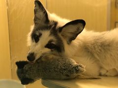 -藦茜花园宠物主题亲子互动体验馆(国顺东路店)