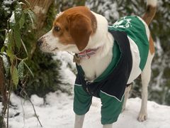 -西岭雪山大飞水景区