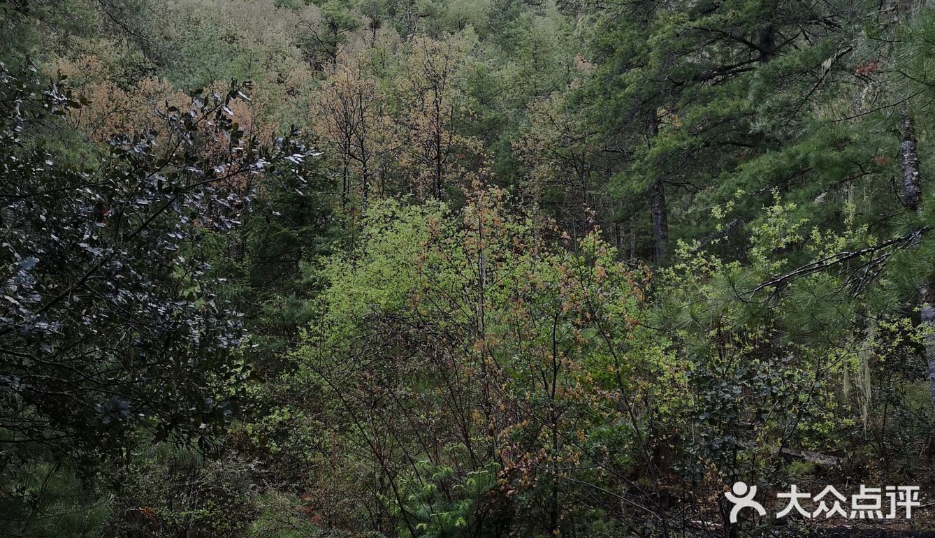 巴拉格宗漫山遍野的杜鹃花太美啦！