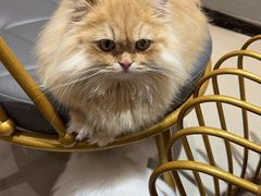 -藏猫猫咖啡主题馆(中央大道店)