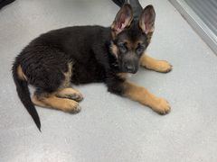 -心仪动物医院·牙专科·肿瘤·心脏科(西客站院)