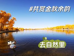-金塔沙漠胡杨林景区