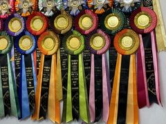 -青奢宠物·青奢猫舍