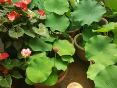 -秦美花卉(天朗·莱茵小城2期店)