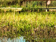 -白鹭湾湿地公园